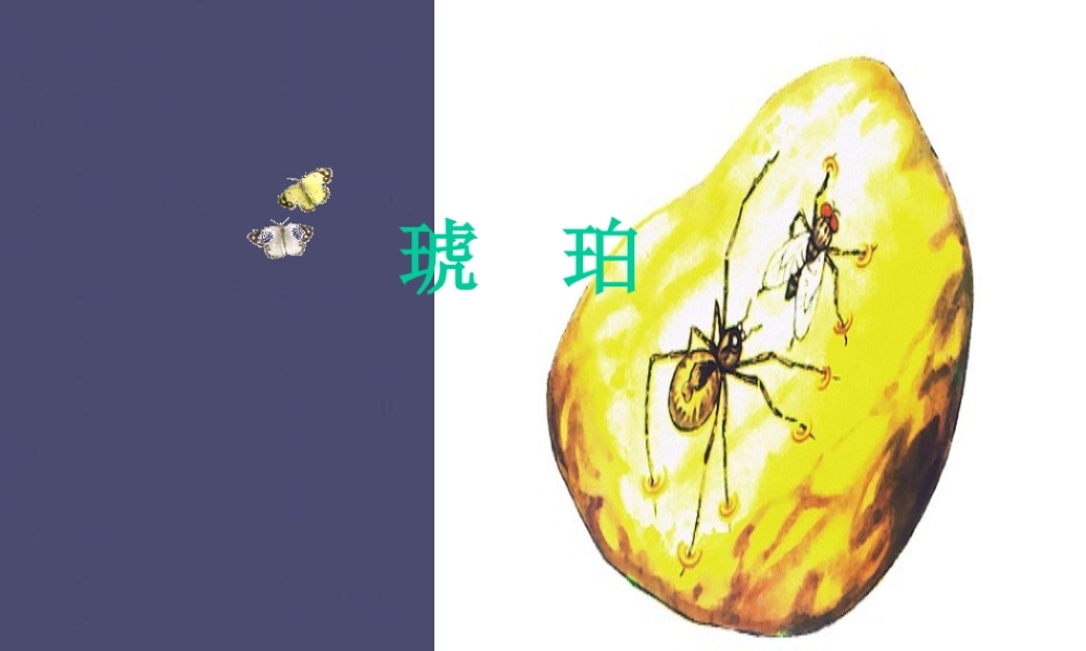 秋四年级语文上册《琥珀》课件3 冀教版-冀教版小学四年级上册语文课件