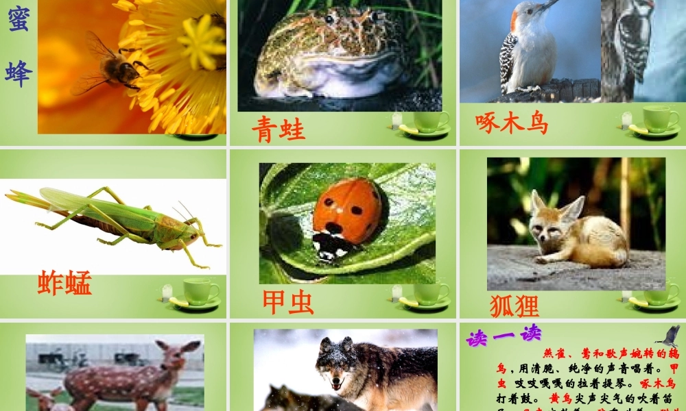 秋四年级语文上册《林中乐队》课件1 北师大版-北师大版小学四年级上册语文课件