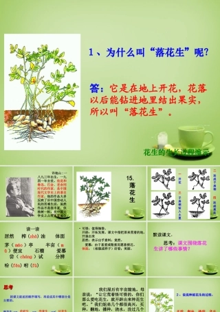 秋四年级语文上册《落花生》课件2 北师大版-北师大版小学四年级上册语文课件