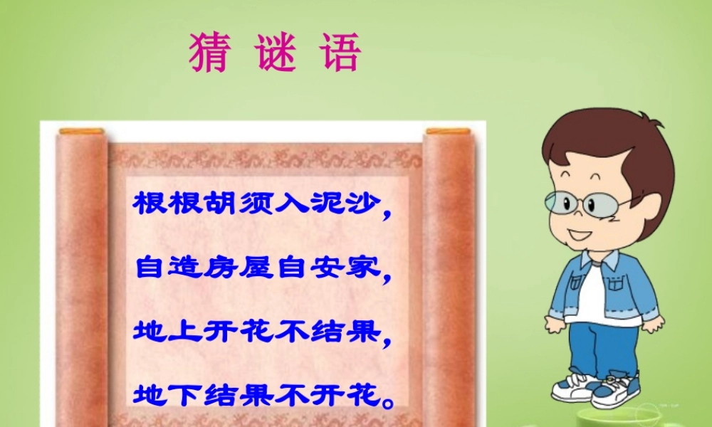 秋四年级语文上册《落花生》课件3 北师大版-北师大版小学四年级上册语文课件