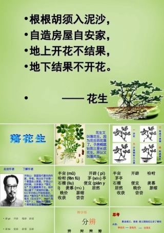 秋四年级语文上册《落花生》课件4 北师大版-北师大版小学四年级上册语文课件