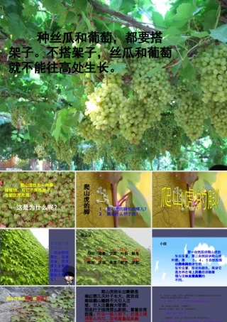 秋四年级语文上册《爬山虎的脚》课件2 冀教版-冀教版小学四年级上册语文课件