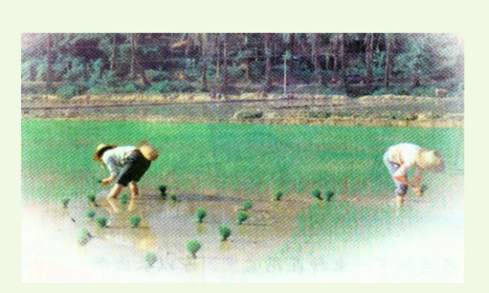 （秋季版）一年级语文下册 3.2 插秧课件 北师大版-北师大版小学一年级下册语文课件