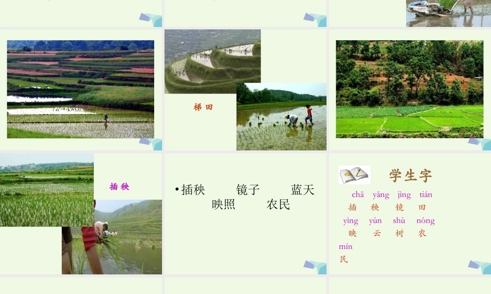 （秋季版）一年级语文下册 3.2 插秧课件 北师大版-北师大版小学一年级下册语文课件