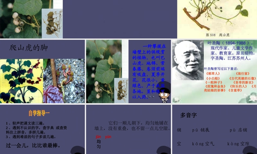 秋四年级语文上册《爬山虎的脚》课件3 冀教版-冀教版小学四年级上册语文课件