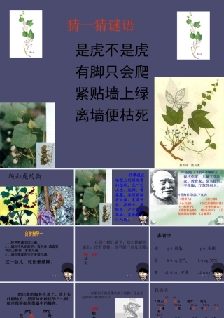 秋四年级语文上册《爬山虎的脚》课件3 冀教版-冀教版小学四年级上册语文课件