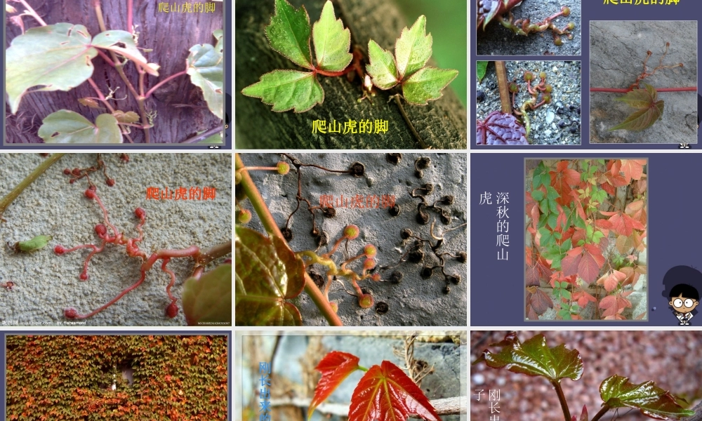 秋四年级语文上册《爬山虎的脚》课件4 冀教版-冀教版小学四年级上册语文课件