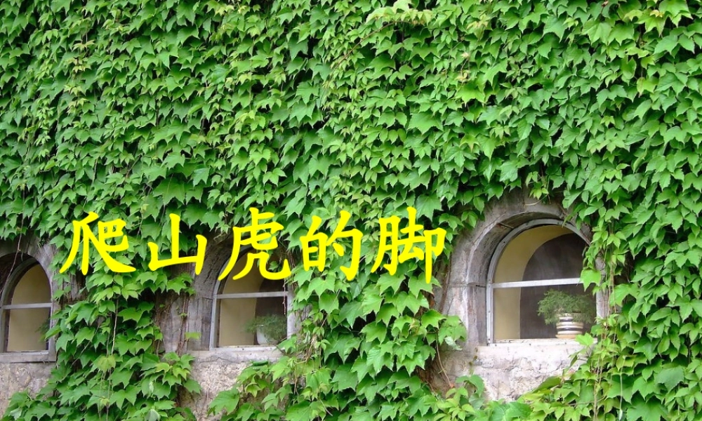 秋四年级语文上册《爬山虎的脚》课件5 冀教版-冀教版小学四年级上册语文课件