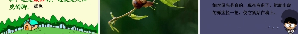秋四年级语文上册《爬山虎的脚》课件5 冀教版-冀教版小学四年级上册语文课件