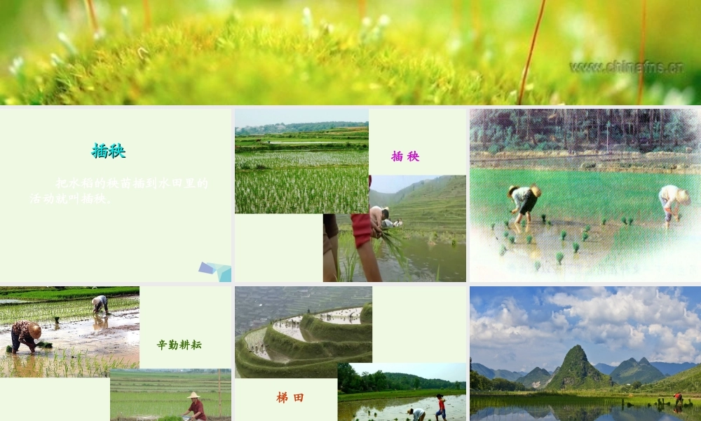 （秋季版）一年级语文下册 3.2 插秧课件3 北师大版-北师大版小学一年级下册语文课件