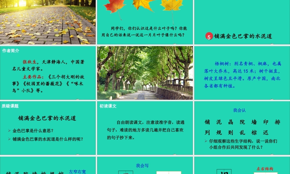 第二单元 5《铺满金色巴掌的水泥道》课件