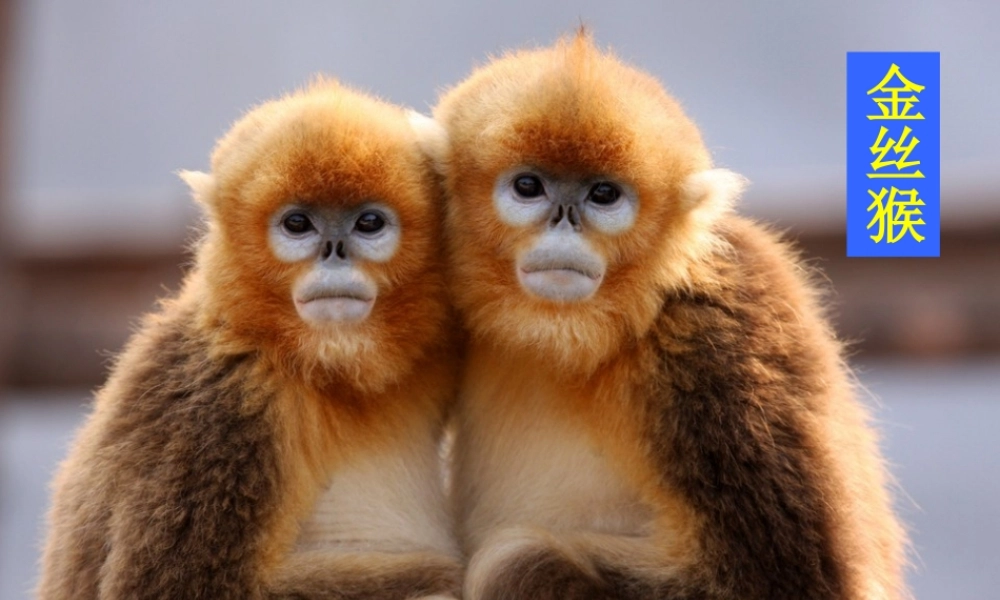 （秋季版）一年级语文下册 5.2 大熊猫课件2 北师大版-北师大版小学一年级下册语文课件