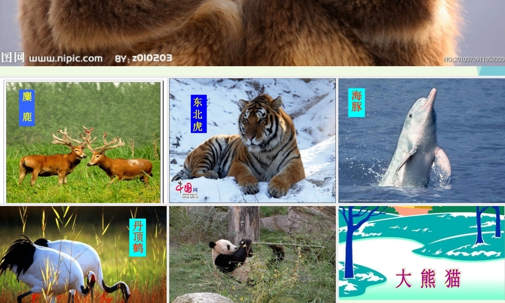 （秋季版）一年级语文下册 5.2 大熊猫课件2 北师大版-北师大版小学一年级下册语文课件