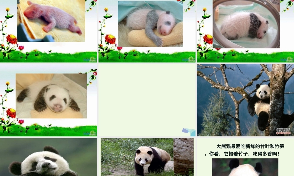 （秋季版）一年级语文下册 5.2 大熊猫课件2 北师大版-北师大版小学一年级下册语文课件