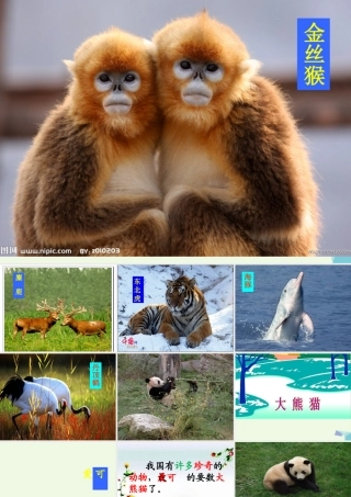 （秋季版）一年级语文下册 5.2 大熊猫课件2 北师大版-北师大版小学一年级下册语文课件