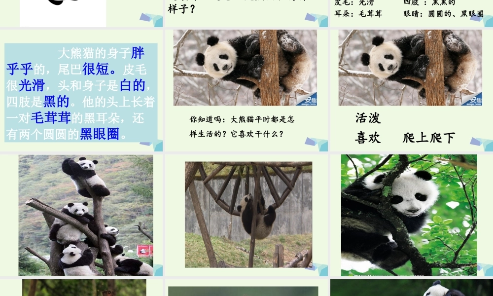 （秋季版）一年级语文下册 5.2 大熊猫课件4 北师大版-北师大版小学一年级下册语文课件