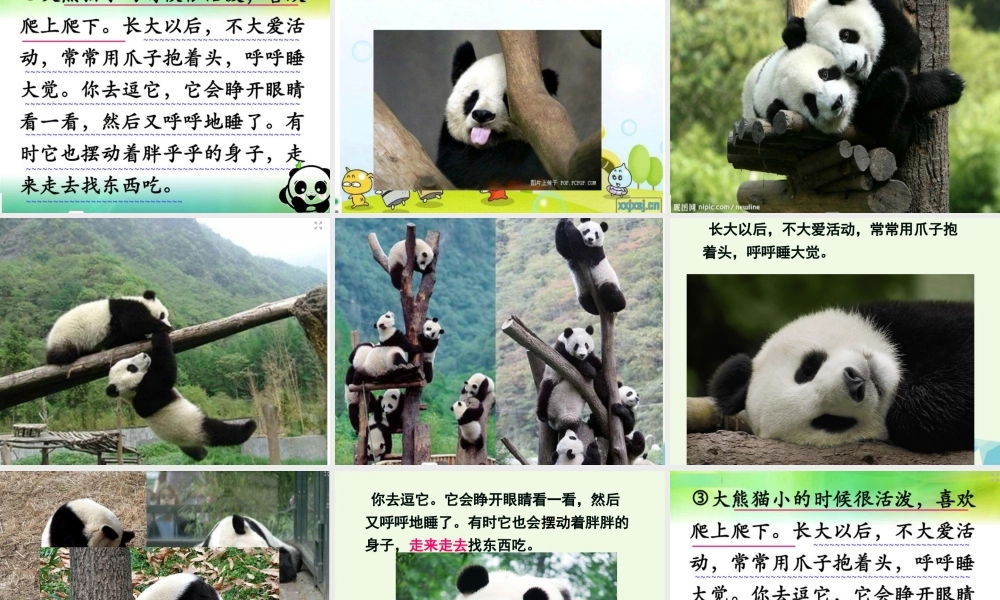 （秋季版）一年级语文下册 5.2 大熊猫课件5 北师大版-北师大版小学一年级下册语文课件