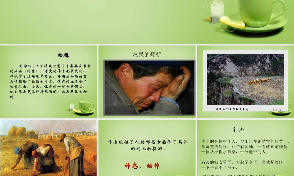 秋四年级语文上册《拾穗》课件2 北师大版-北师大版小学四年级上册语文课件