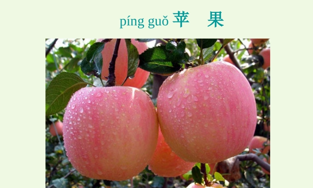 （秋季版）一年级语文下册 第3课 老人与苹果树课件1 西师大版-西师大版小学一年级下册语文课件