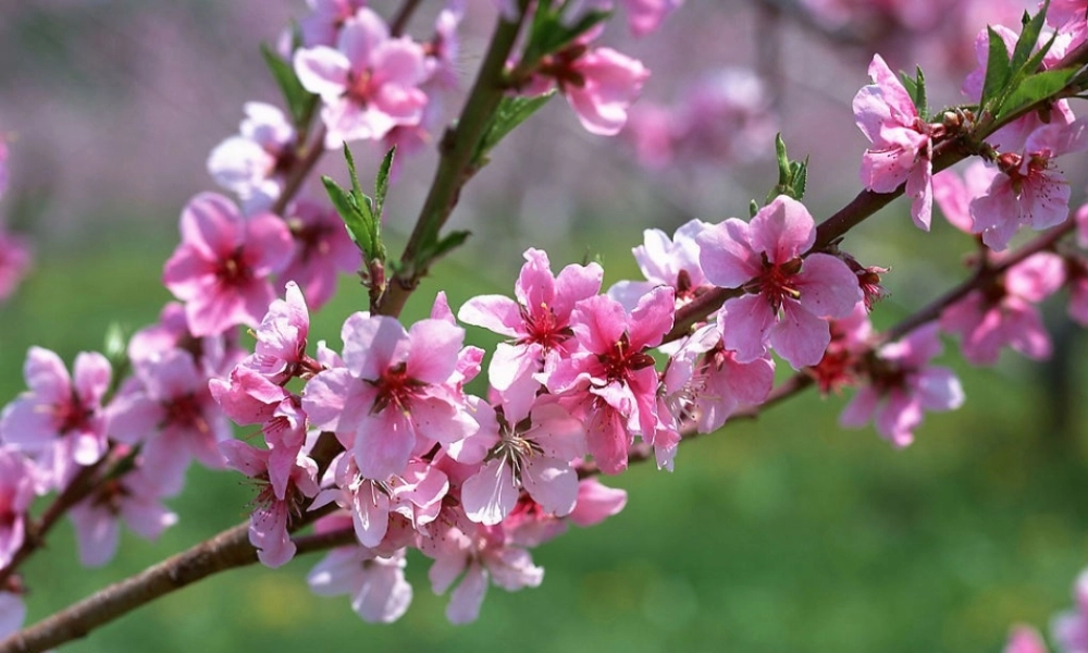 （秋季版）一年级语文上册 古诗诵读 梅花课件1 鄂教版-鄂教版小学一年级上册语文课件