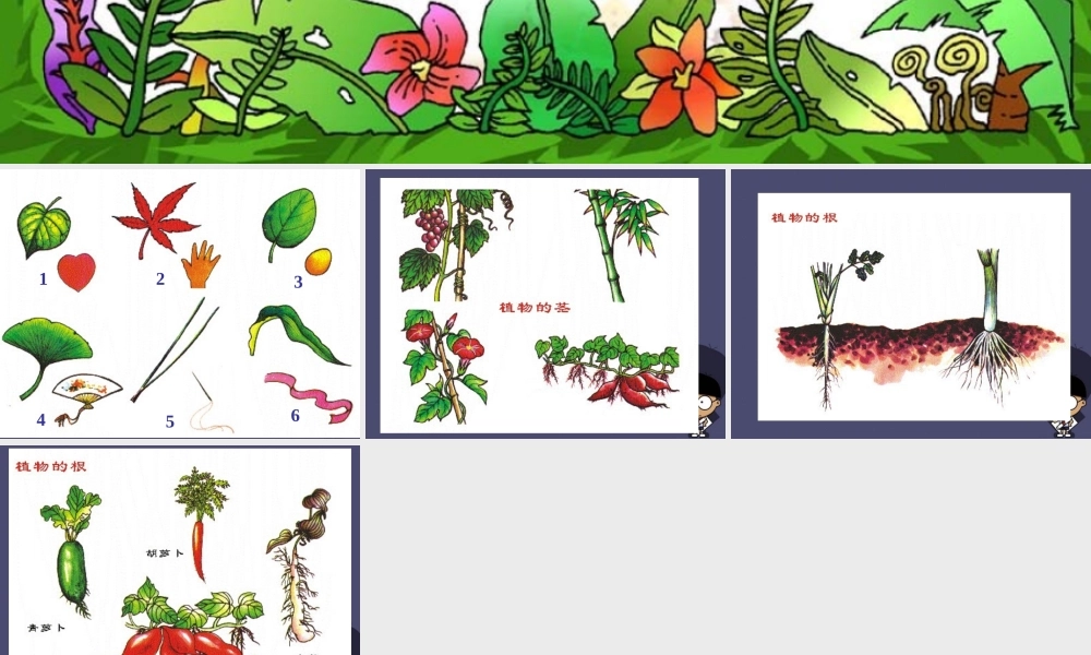 秋四年级语文上册《形形色色的植物》课件1 冀教版-冀教版小学四年级上册语文课件