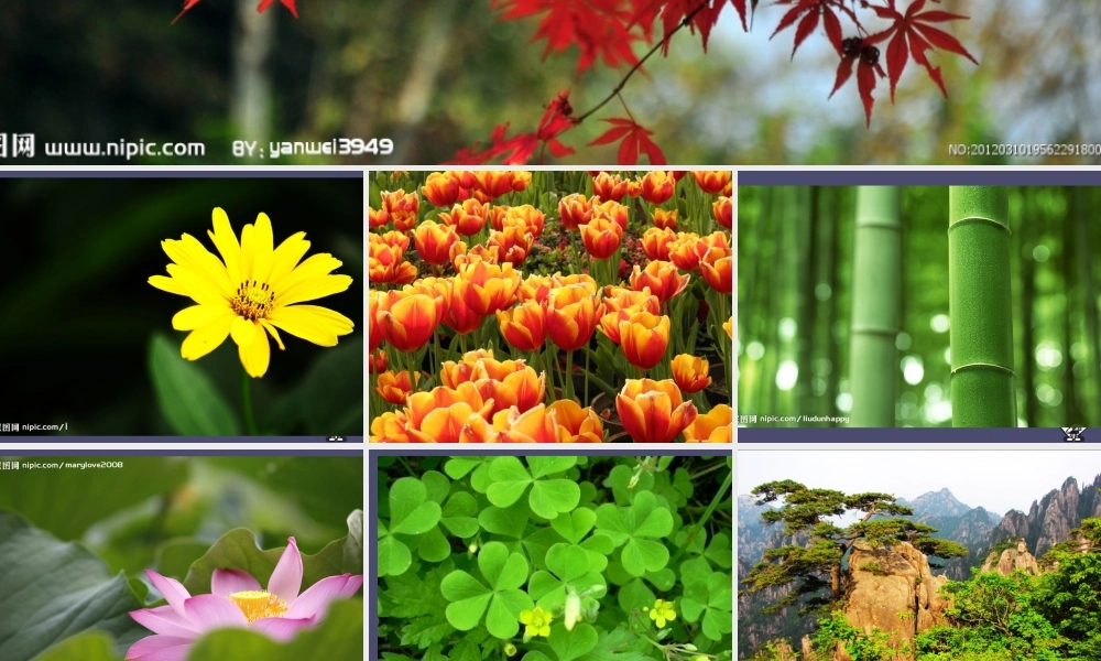 秋四年级语文上册《形形色色的植物》课件2 冀教版-冀教版小学四年级上册语文课件