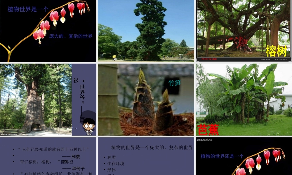 秋四年级语文上册《形形色色的植物》课件2 冀教版-冀教版小学四年级上册语文课件