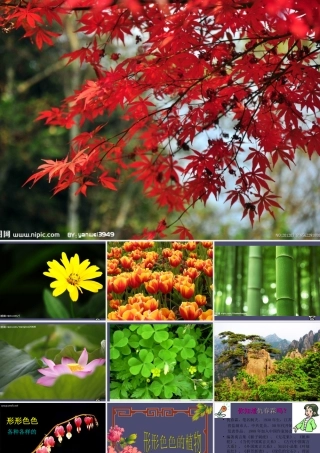 秋四年级语文上册《形形色色的植物》课件2 冀教版-冀教版小学四年级上册语文课件