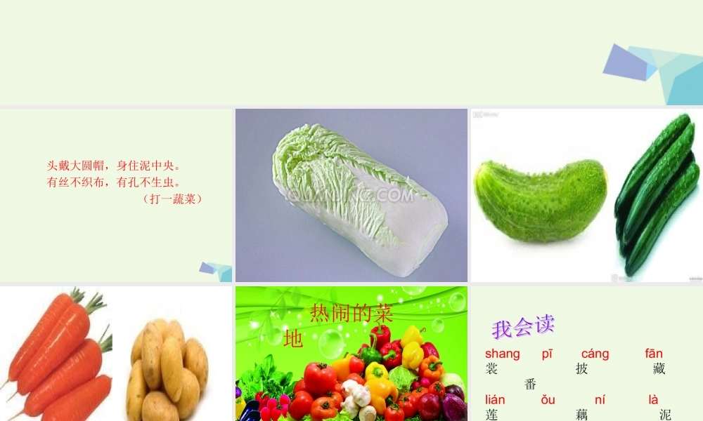 （秋季版）一年级语文下册 第11课 热闹的菜地课件1 西师大版-西师大版小学一年级下册语文课件