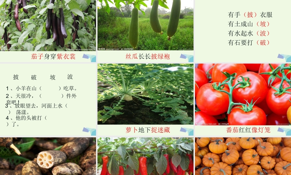 （秋季版）一年级语文下册 第11课 热闹的菜地课件1 西师大版-西师大版小学一年级下册语文课件