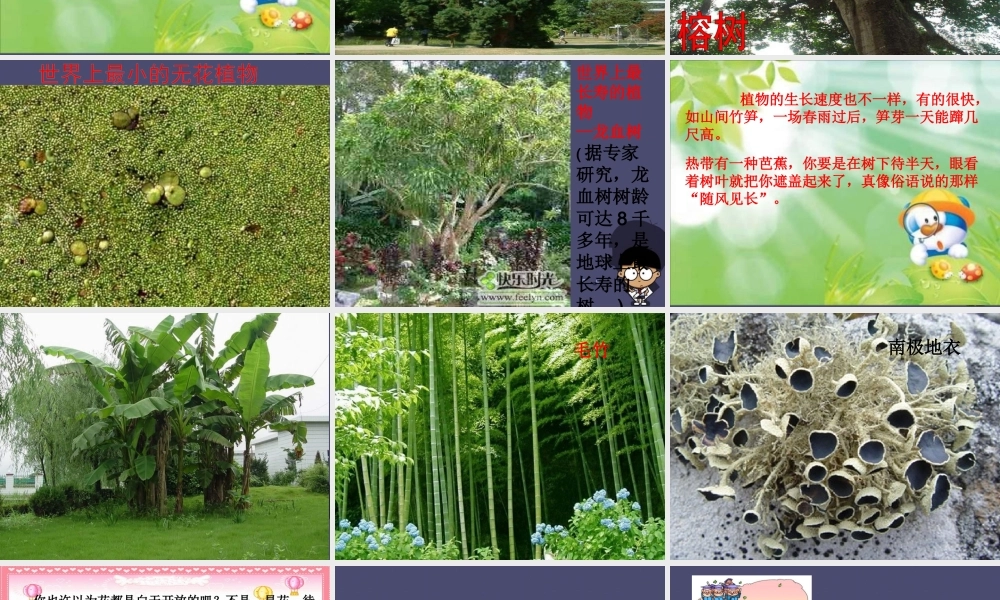 秋四年级语文上册《形形色色的植物》课件3 冀教版-冀教版小学四年级上册语文课件