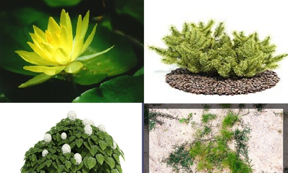 秋四年级语文上册《形形色色的植物》课件4 冀教版-冀教版小学四年级上册语文课件