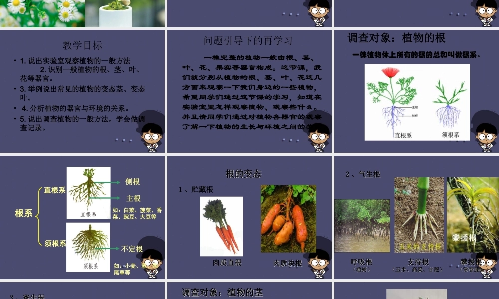 秋四年级语文上册《形形色色的植物》课件4 冀教版-冀教版小学四年级上册语文课件