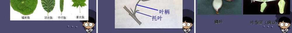 秋四年级语文上册《形形色色的植物》课件4 冀教版-冀教版小学四年级上册语文课件