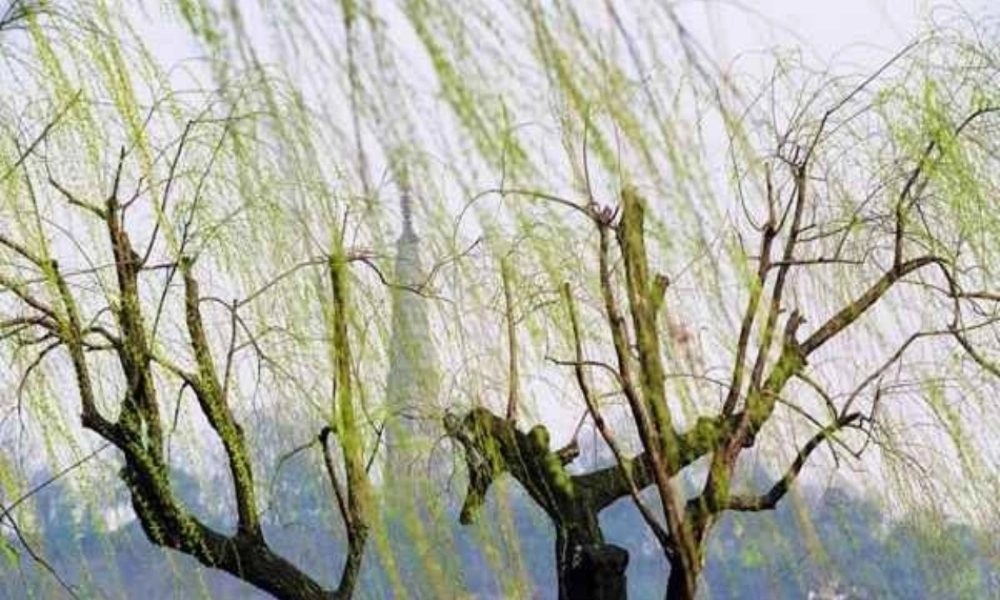 金级语文上册 第三单元 13《春》课件 鲁教版五四制-鲁教版五四级上册语文课件