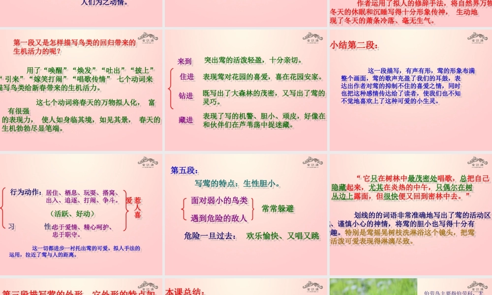 金级语文上册 第四单元 19《莺》课件 鲁教版五四制-鲁教版五四级上册语文课件