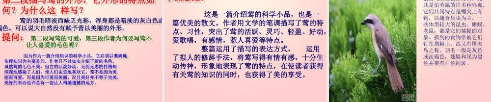 金级语文上册 第四单元 19《莺》课件 鲁教版五四制-鲁教版五四级上册语文课件