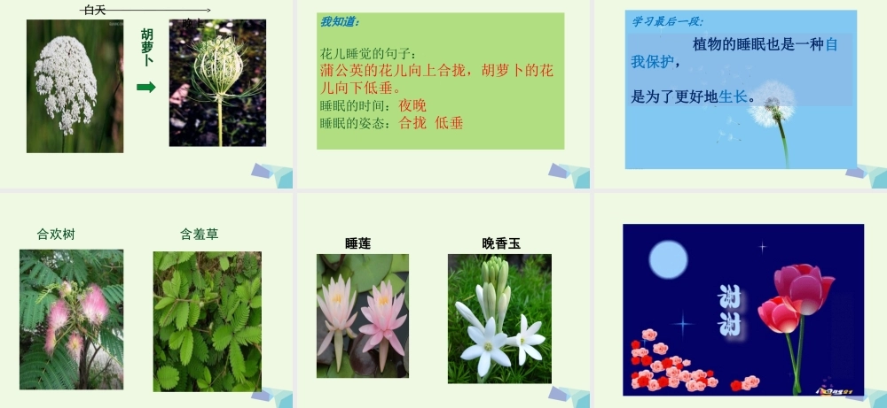 （秋季版）一年级语文下册 第14课 会睡觉的植物课件 苏教版-苏教版小学一年级下册语文课件