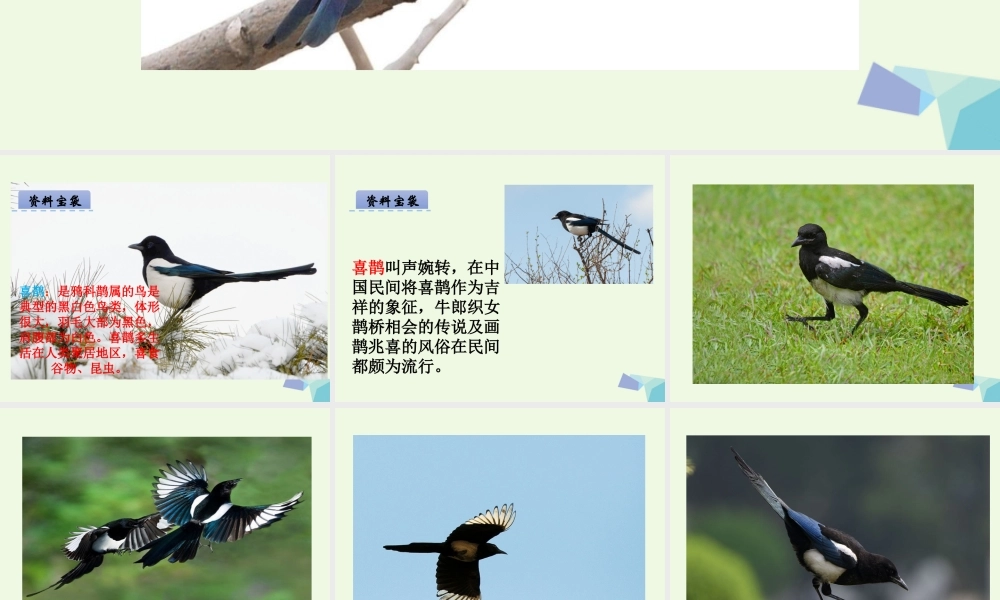 （秋季版）一年级语文下册 第14课 可爱的喜鹊课件 西师大版-西师大版小学一年级下册语文课件