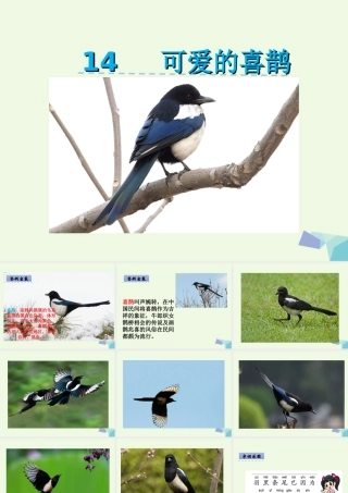 （秋季版）一年级语文下册 第14课 可爱的喜鹊课件 西师大版-西师大版小学一年级下册语文课件