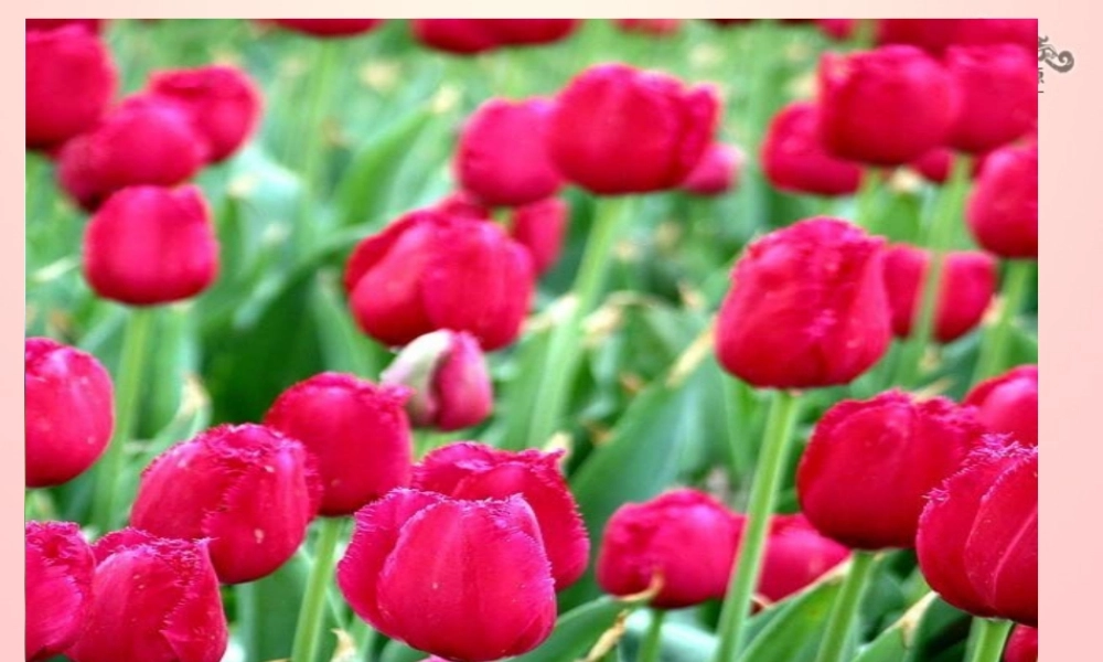 金级语文上册 第一单元 4《石缝间的生命》课件 鲁教版五四制-鲁教版五四级上册语文课件