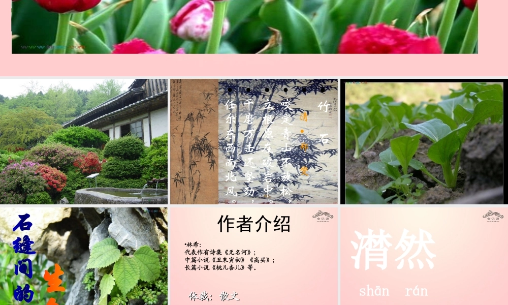 金级语文上册 第一单元 4《石缝间的生命》课件 鲁教版五四制-鲁教版五四级上册语文课件