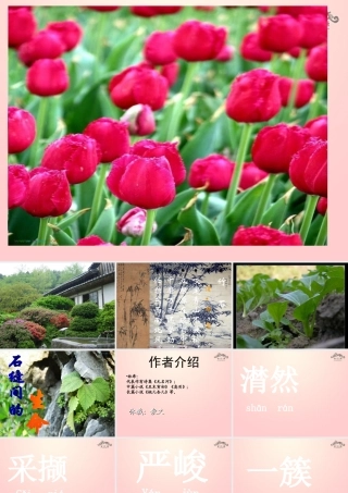 金级语文上册 第一单元 4《石缝间的生命》课件 鲁教版五四制-鲁教版五四级上册语文课件