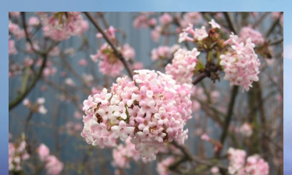 （秋季版）一年级语文下册 课文1 2 小树谣课件4 语文S版-语文S版小学一年级下册语文课件