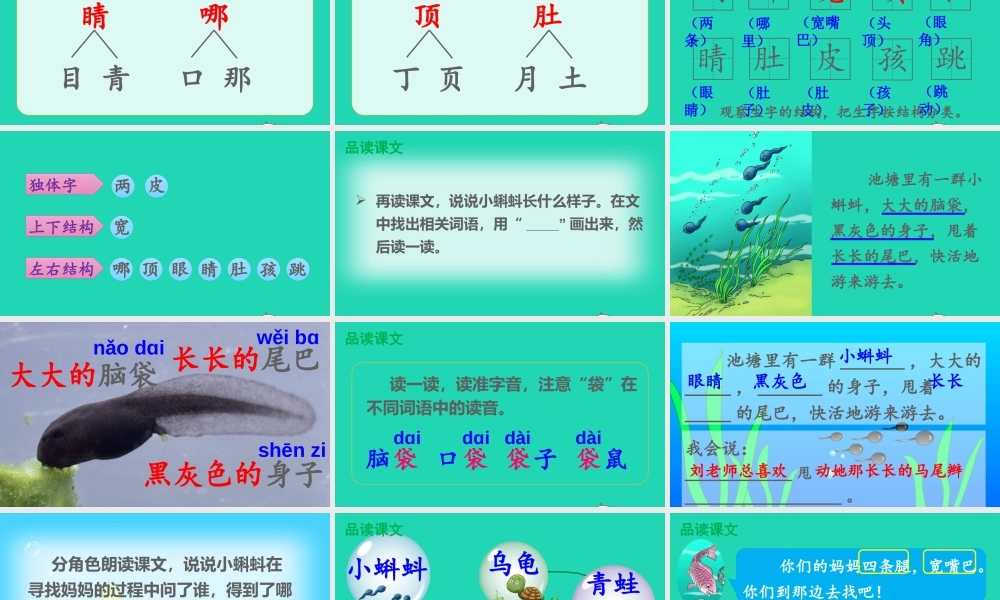 课文1 1 小蝌蚪找妈妈课件