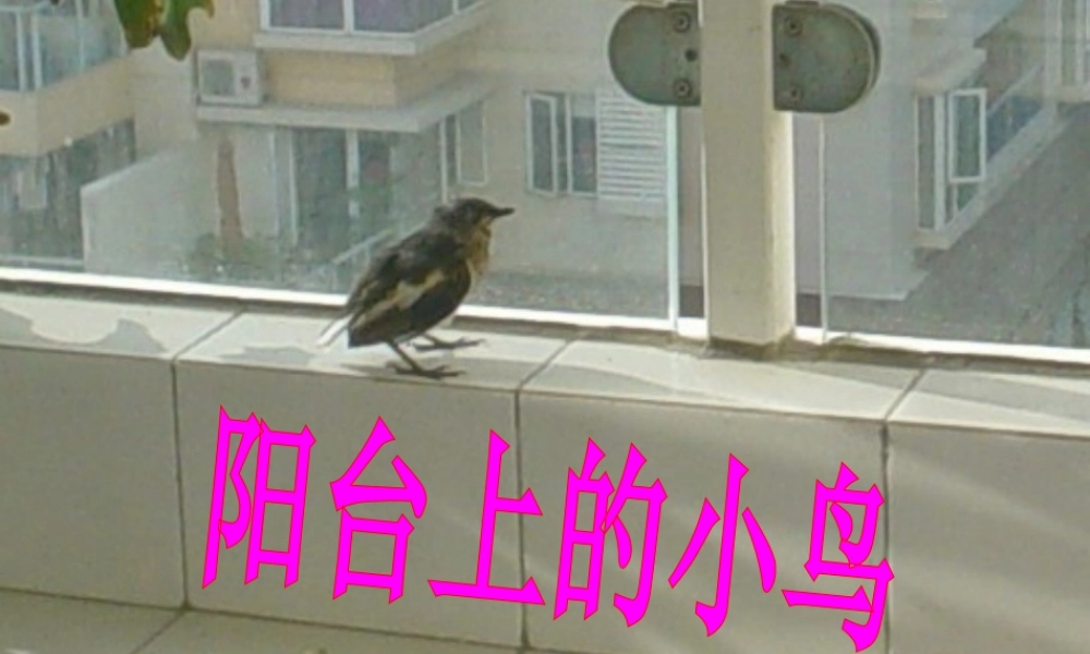 （秋季版）一年级语文下册 课文2 5《阳台上的小鸟》课件1 语文S版-语文S版小学一年级下册语文课件