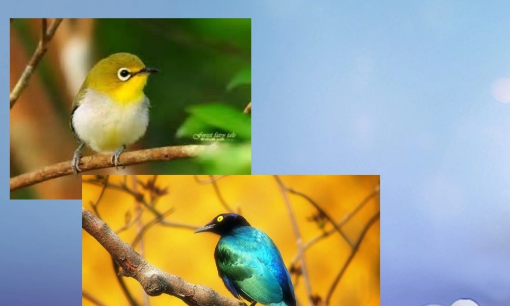 （秋季版）一年级语文下册 课文2 5《阳台上的小鸟》课件3 语文S版-语文S版小学一年级下册语文课件