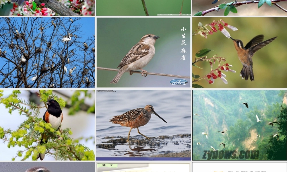 （秋季版）一年级语文下册 课文2 5《阳台上的小鸟》课件5 语文S版-语文S版小学一年级下册语文课件