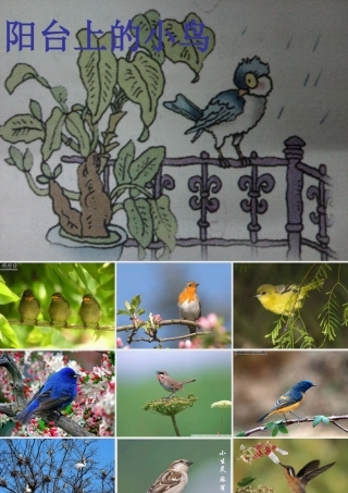 （秋季版）一年级语文下册 课文2 5《阳台上的小鸟》课件5 语文S版-语文S版小学一年级下册语文课件