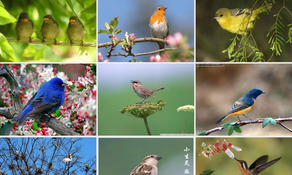 （秋季版）一年级语文下册 课文2 5《阳台上的小鸟》课件9 语文S版-语文S版小学一年级下册语文课件